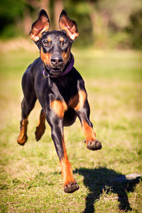 Portrait of dog on field