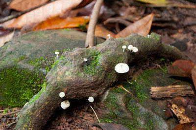 Close-up of mushrooms growing on tree stump in forest