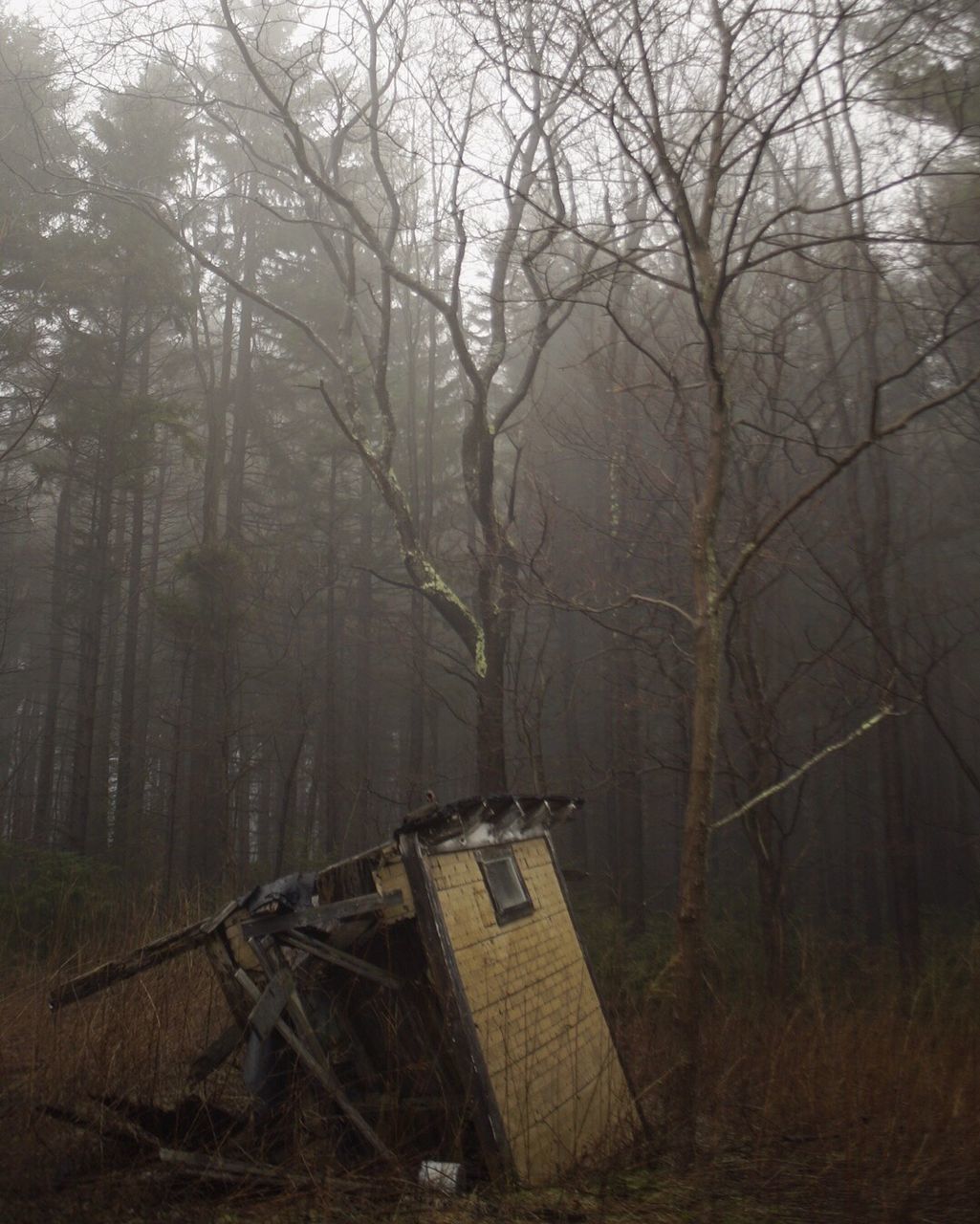 tree, tranquility, fog, nature, growth, forest, tranquil scene, beauty in nature, no people, outdoors, day