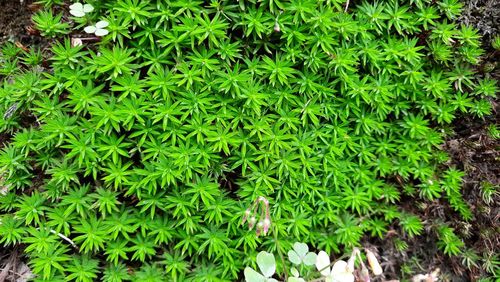 High angle view of plants growing on field