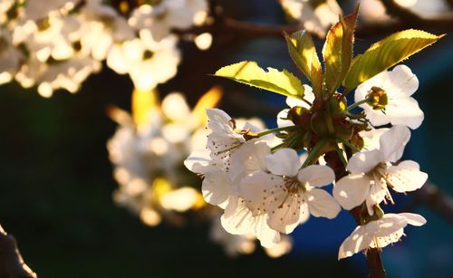 Close-up of white cherry blossoms in spring