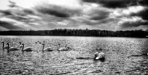 Bird flying over calm lake