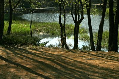 Scenic view of river in forest against sky