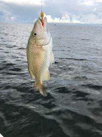 Close-up of fish hanging on sea against sky