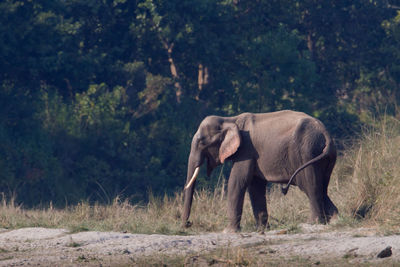 Elephant walking in a forest