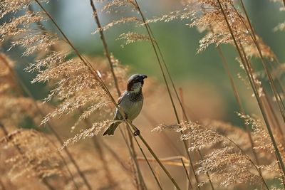 Close-up of bird perching on plant