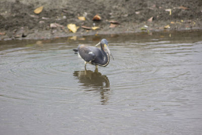 High angle view of bird perching on a lake