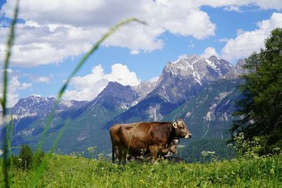 Cows on field against mountain range