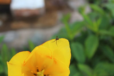 Close-up of insect on yellow flower