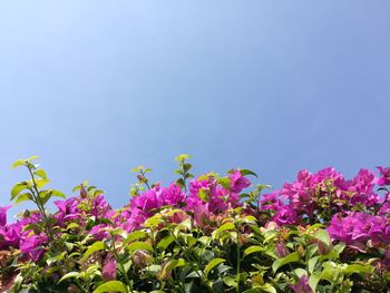 Low angle view of pink cosmos flowers against clear sky