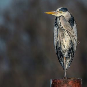 Close-up of a bird perching