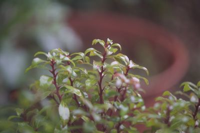 Close-up of fresh green plant