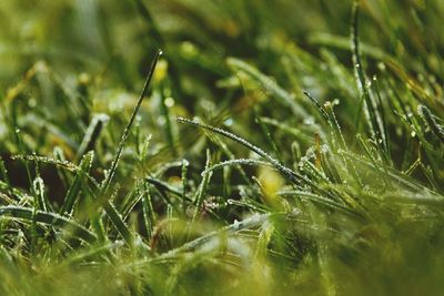 Close-up of frosted grass