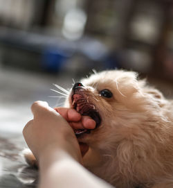 Close-up of hand with dog