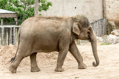 Elephant standing in zoo