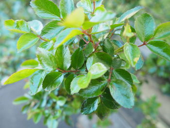 Close-up of plant