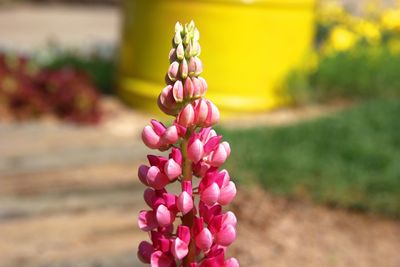 Close-up of pink flower