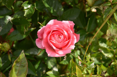 Close-up of pink rose