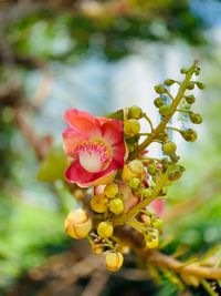 Close-up of red flowering plant