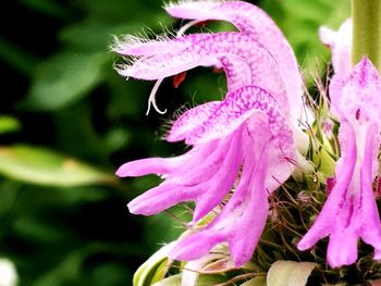 Close-up of pink flowers