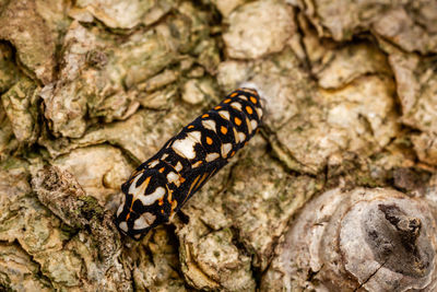 Close-up of butterfly on rock