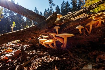 Close-up of mushroom growing on field