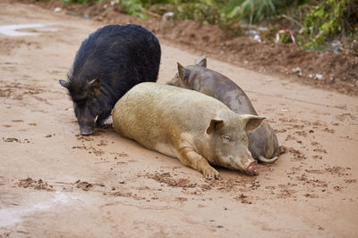 Two dogs sleeping on a land