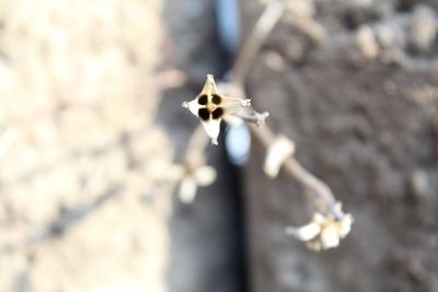 High angle view of insect on flower