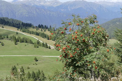 Scenic view of trees and mountains