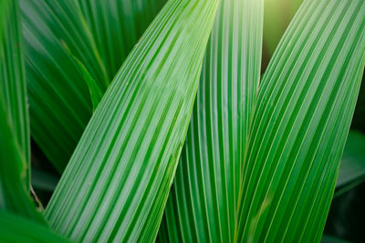 Close-up of palm leaves