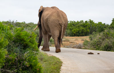Elephant in the wild and savannah landscape of south africa