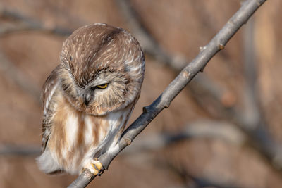 Close-up of owl perching on branch