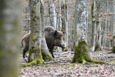 Wild boar in the forest