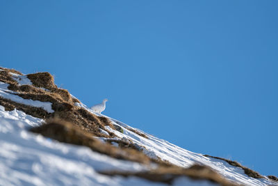 Low angle view of snowcapped mountain against clear blue sky