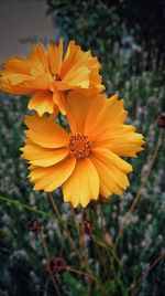 Close-up of yellow flower blooming outdoors