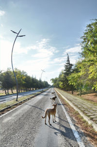 View of 3 dogs on road against sky