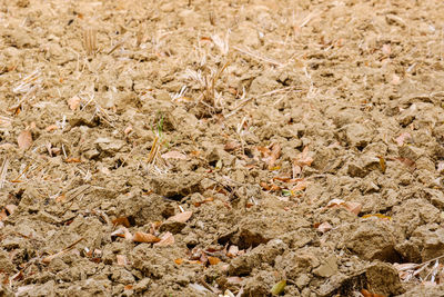 High angle view of dry plants on field