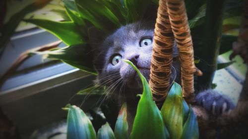 Close-up portrait of a cat