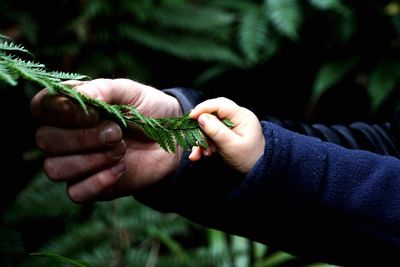 Close-up of person holding plant