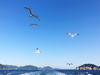 Seagulls flying over sea against sky