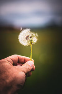 Close-up of hand holding dandelion flower