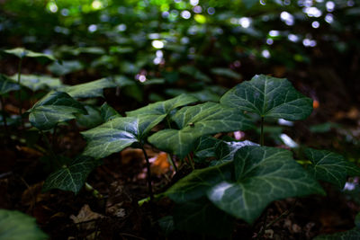 Close-up of fresh green leaves