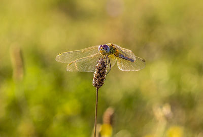 Close-up of dragonfly on flower