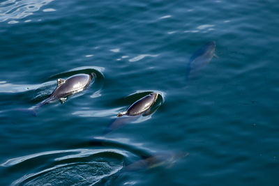 High angle view of fish swimming in sea