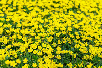 Close-up of yellow flowering plants on field