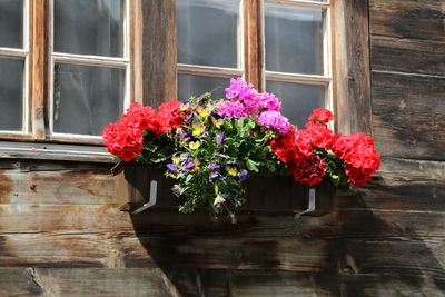 Close-up of pink flower pot against window