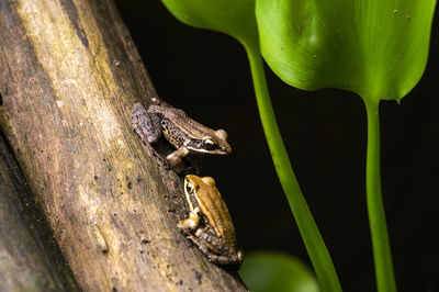 Close-up of frog on plant