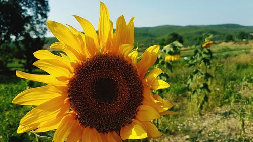 Close-up of fresh sunflower blooming on field against sky