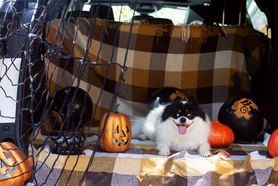 Cute funny pet dog sitting car trunk decorated for halloween. autumn holidays. pomeranian toy spitz