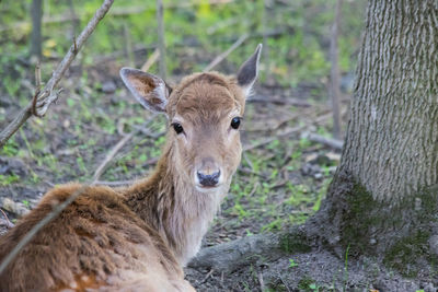 Portrait of deer standing on land